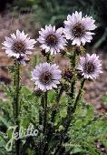 Berkheya purpurea